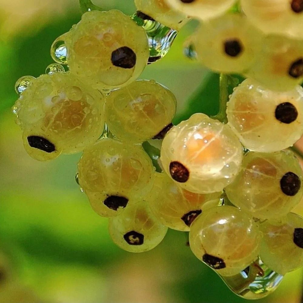 Смородина белая Голладская ЗКС