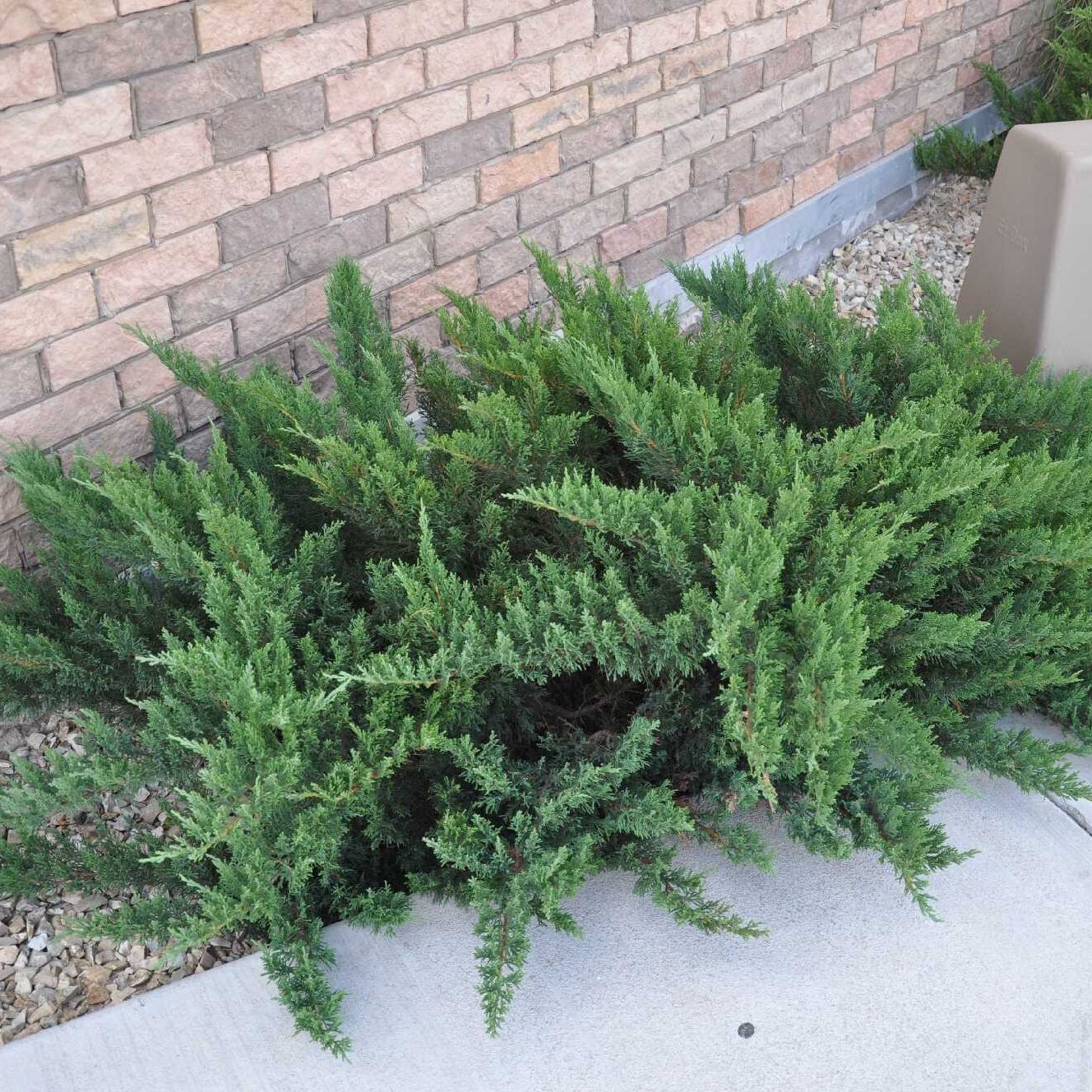 Можжевельник горизонтальный Тамарисцифолия С3 (д)