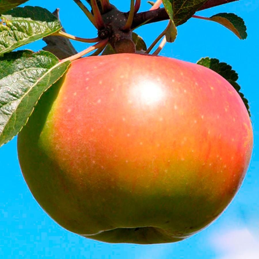 Яблоня зимняя Вербное С7