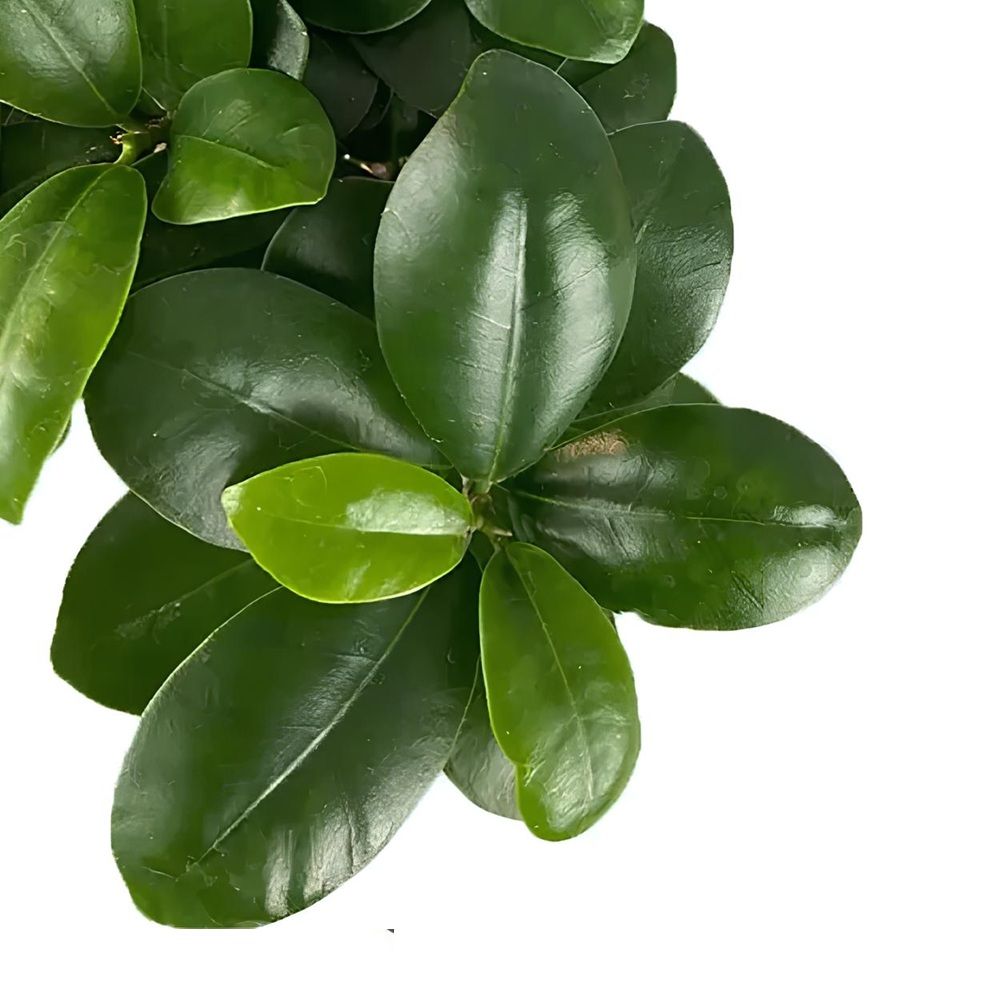 Фикус Микрокарпа Гинсенг d23 см h40 см