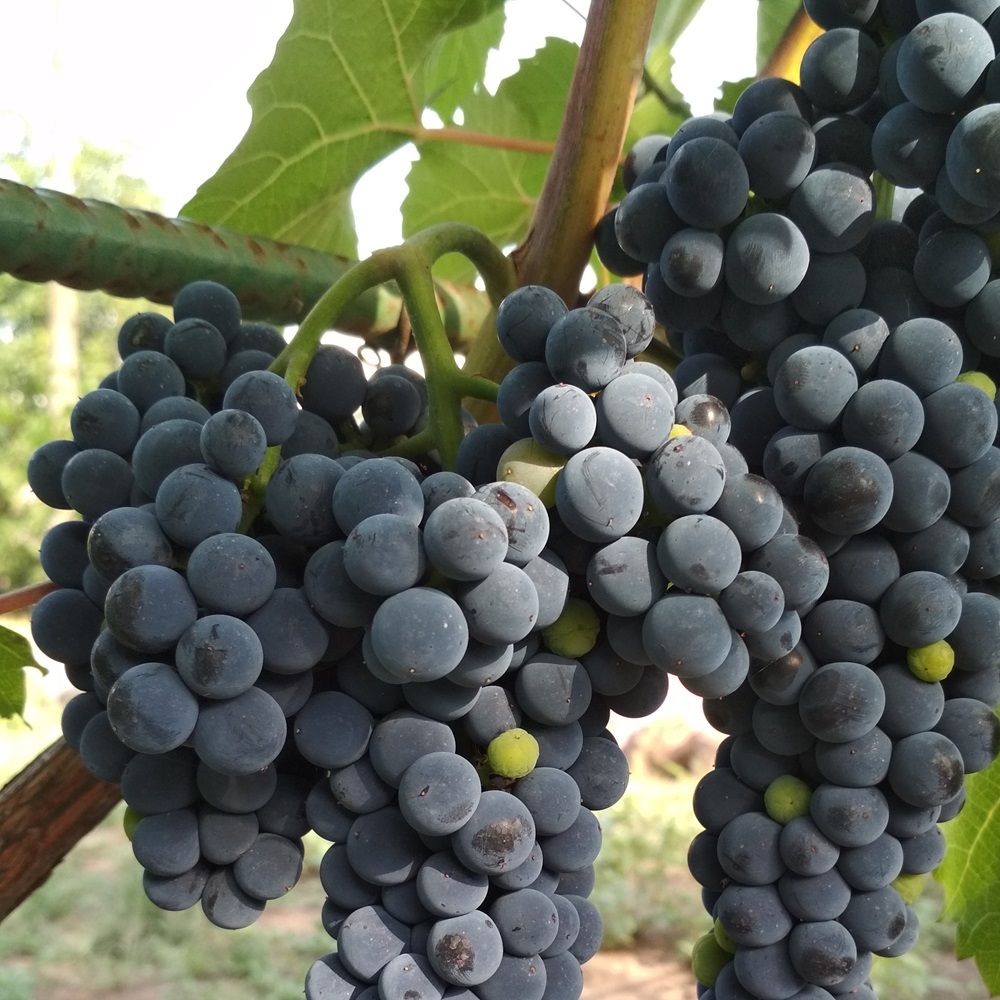 Виноград культурный Райский ц/к