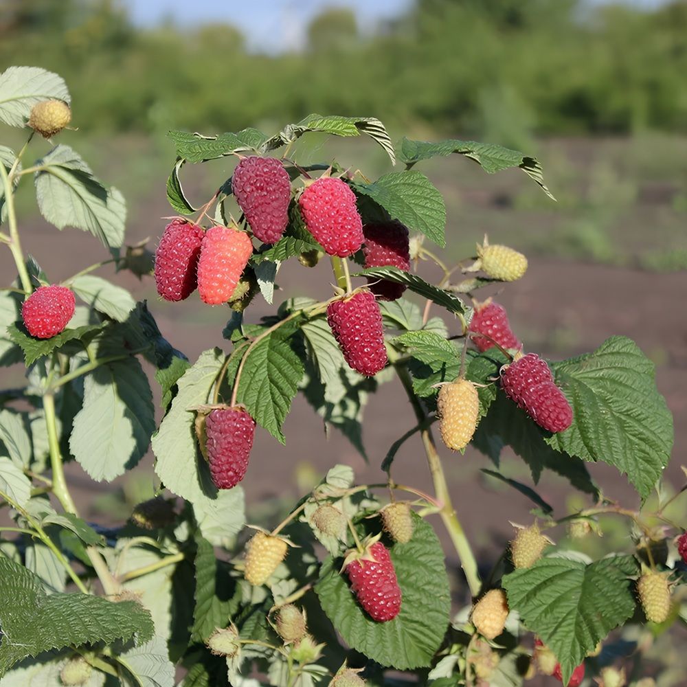 Малина ремонтантная красная Похвалинка ЗКС