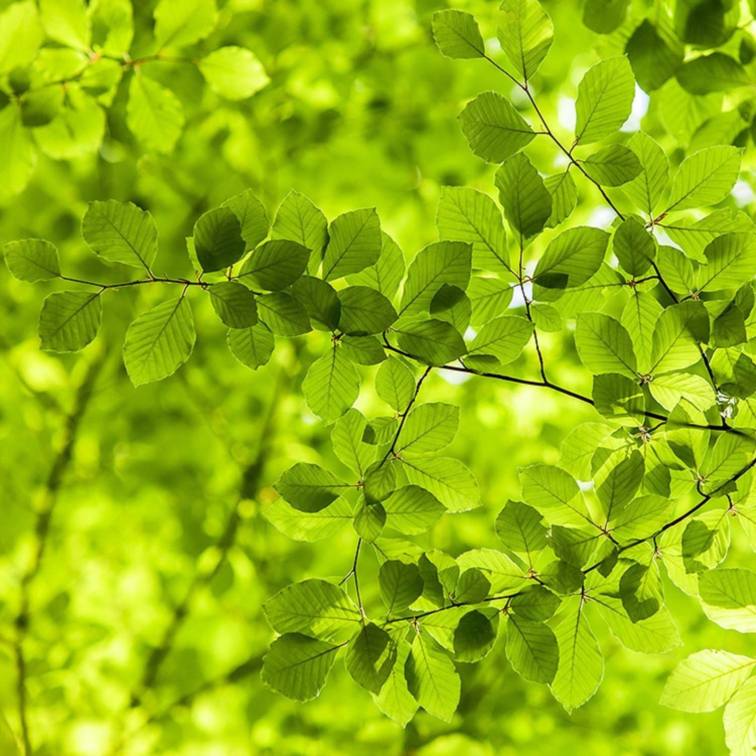 Фотообои бумажные Moda Interio Зеленые листья 3-254 270х270 см