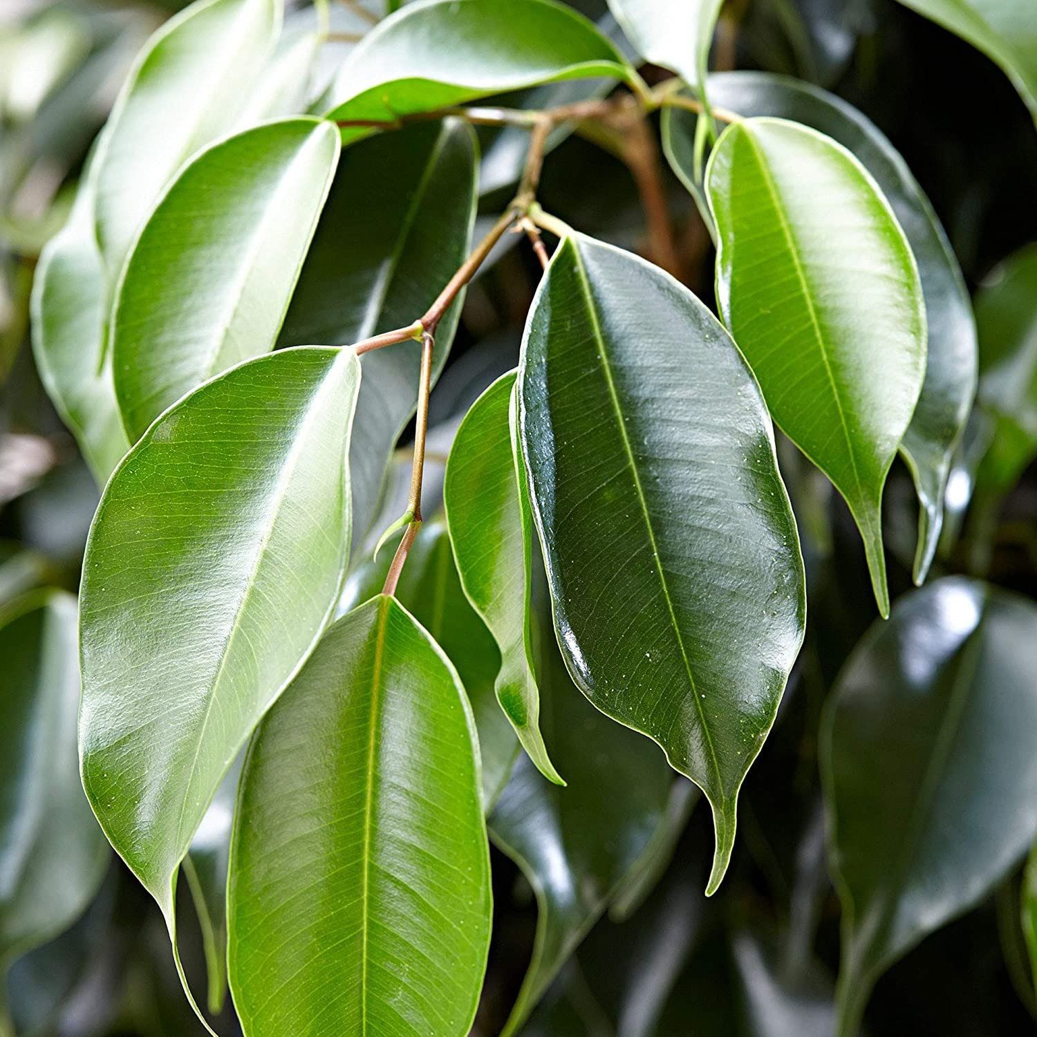 Фикус Бенджамина Данита d15 см