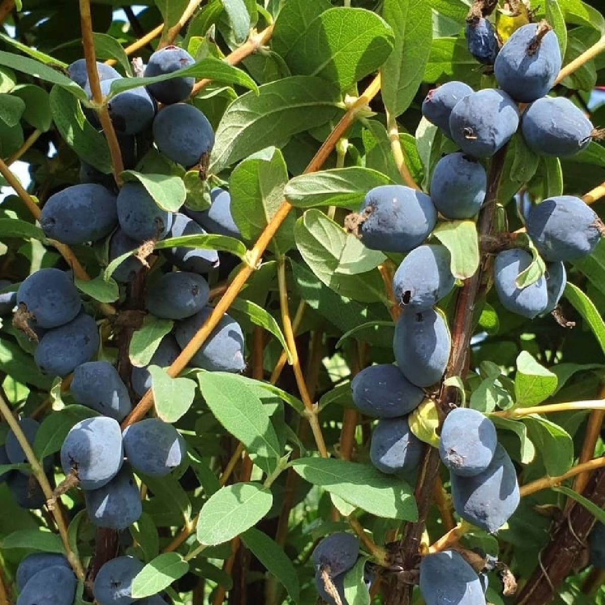 Жимолость Северная Красавица (Boreal Beauty) 2-х летняя С0,5