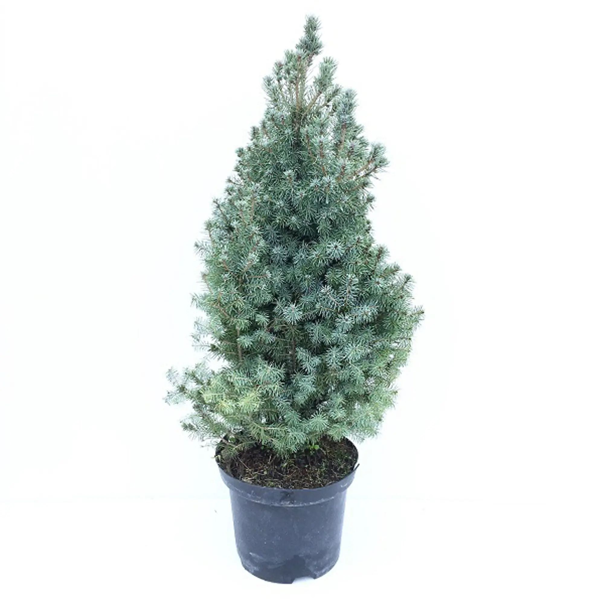 Ель Глаука Сандерс Блю d23 см h85 см