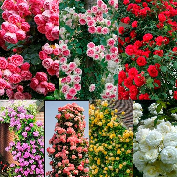 Роза плетистая микс V7