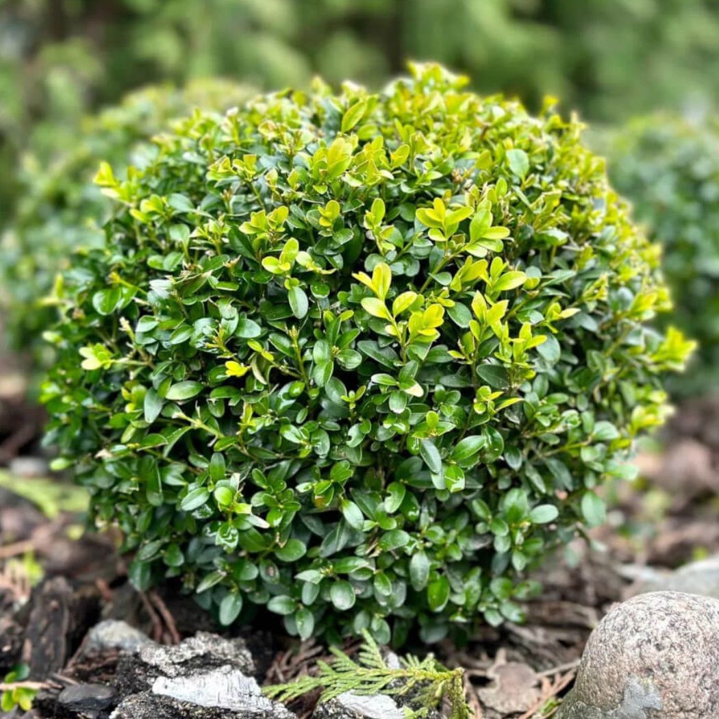 Самшит вечнозеленый (шар) Арборесценс V2