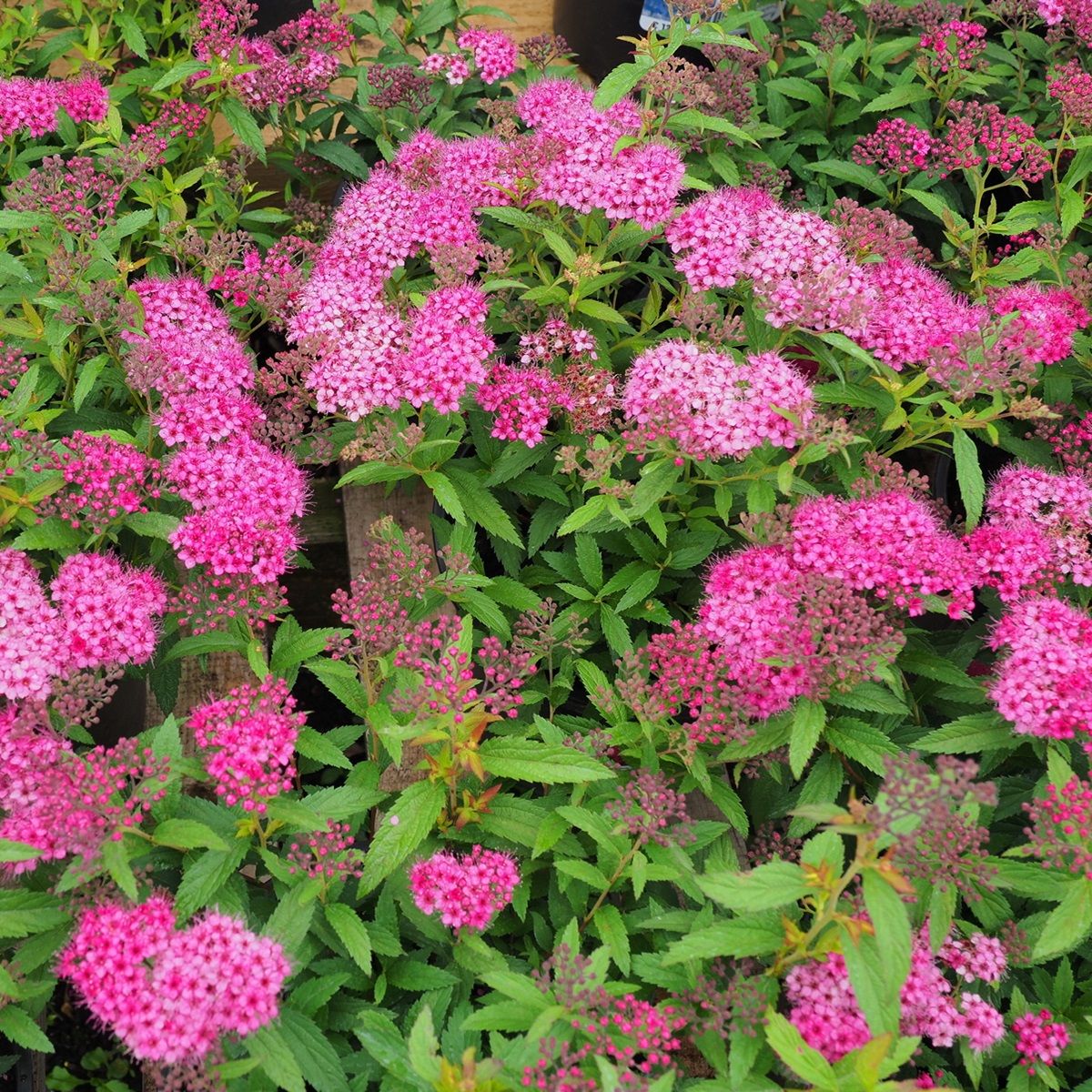 Спирея Бумальга ЗКС