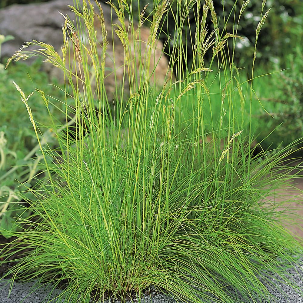 Щучка дернистая 3 л