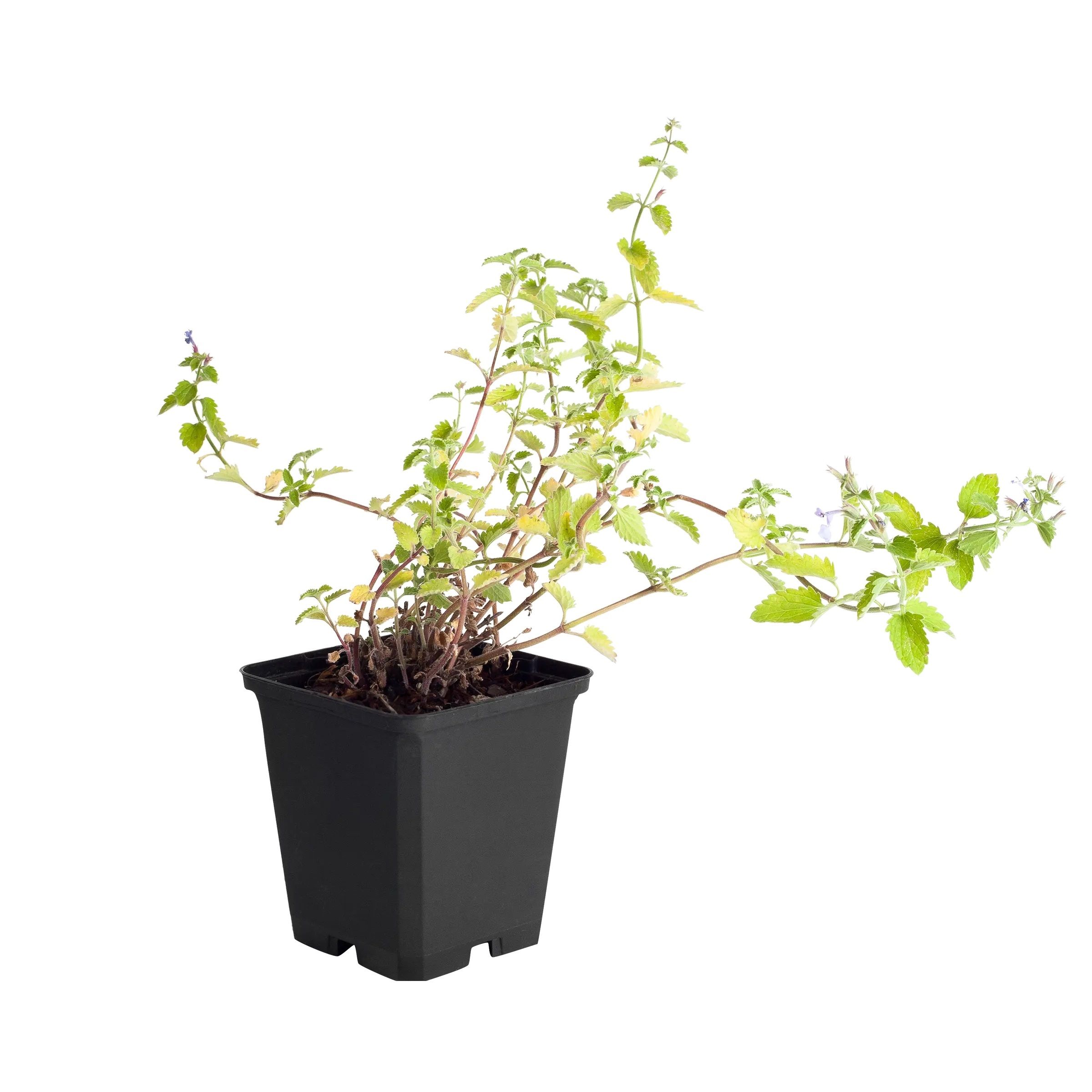 Котовник Р9