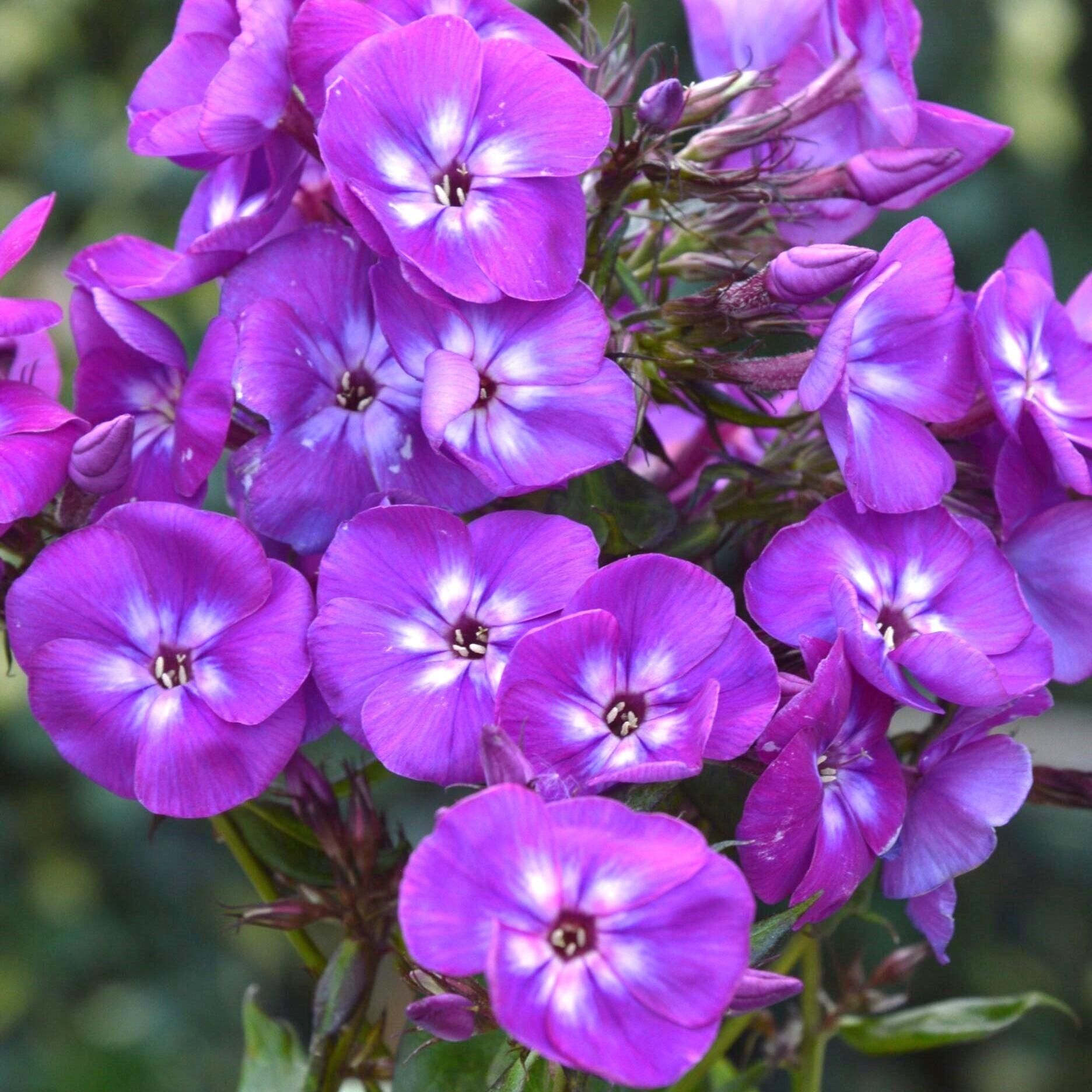 Флокс сортовой 0,5-1 л