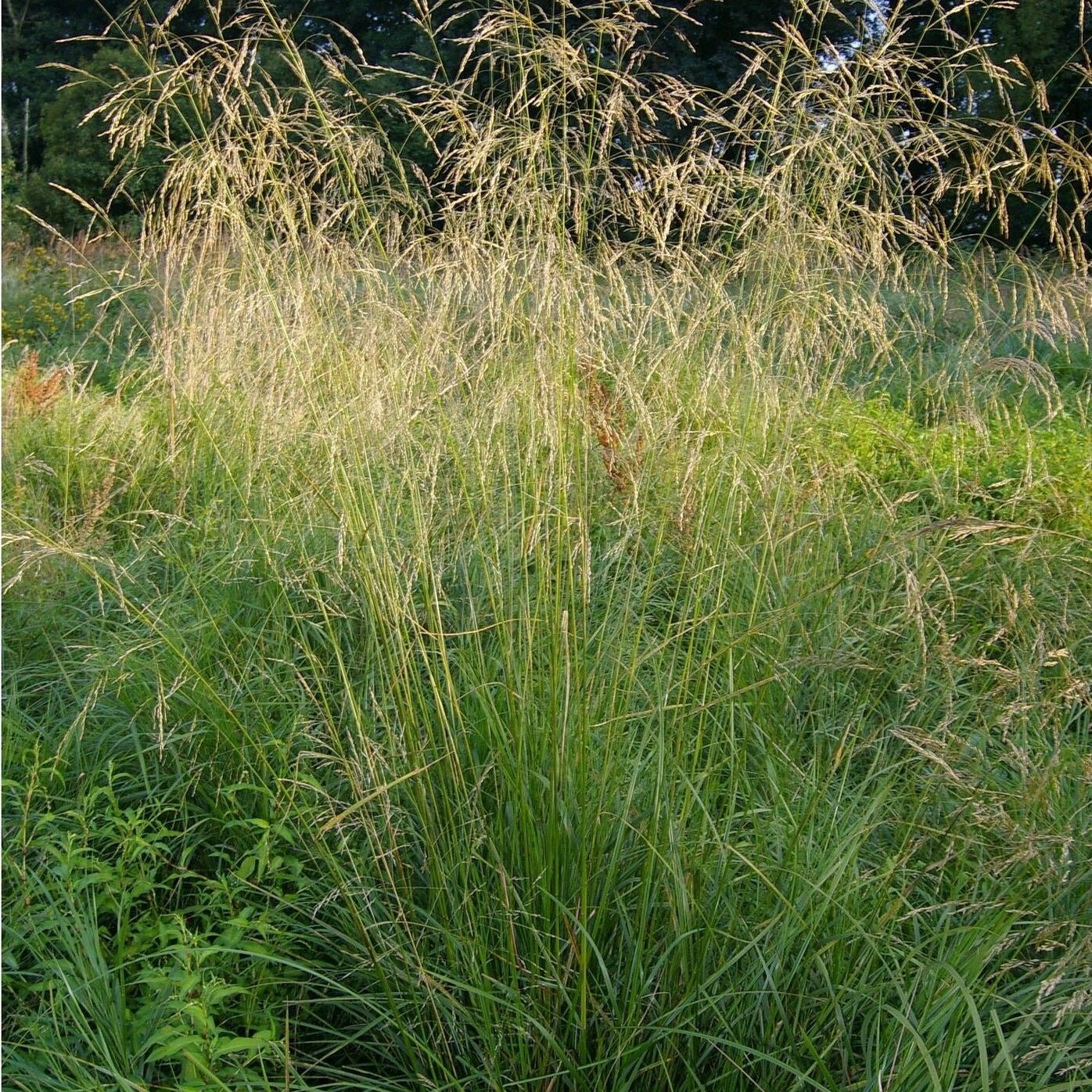 Щучка дернистая 3 л