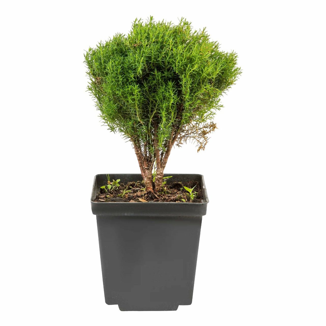 Туя западная Тедди d18 см h20 см