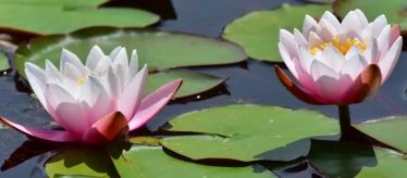 Водные растения