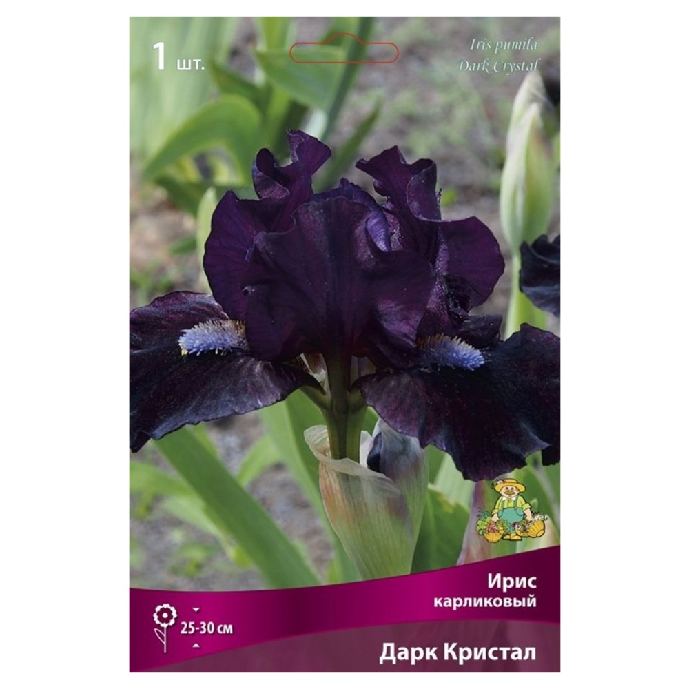 Ирис карликовый Дарк Кристал/К