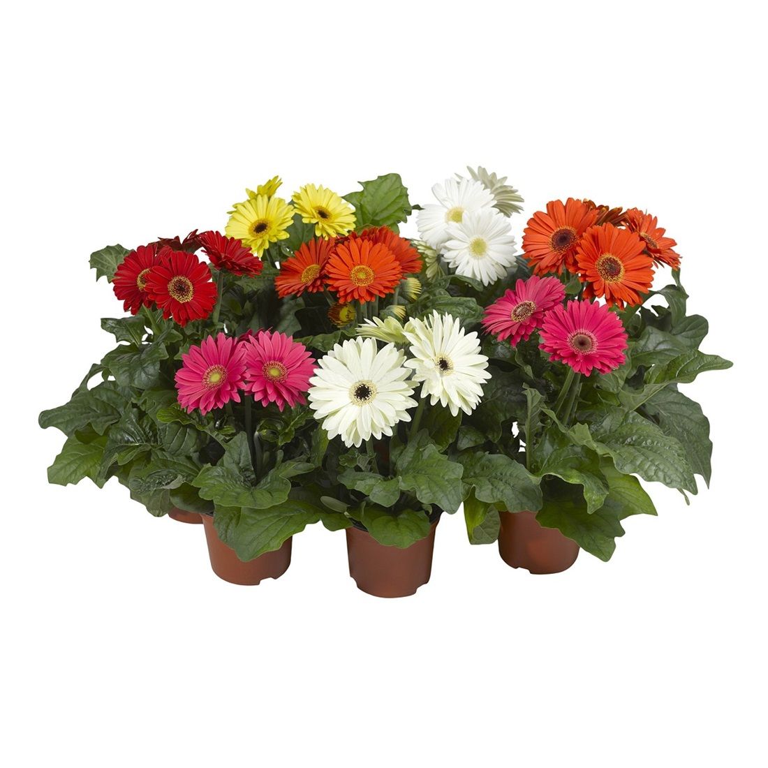 Гербера микс D-12