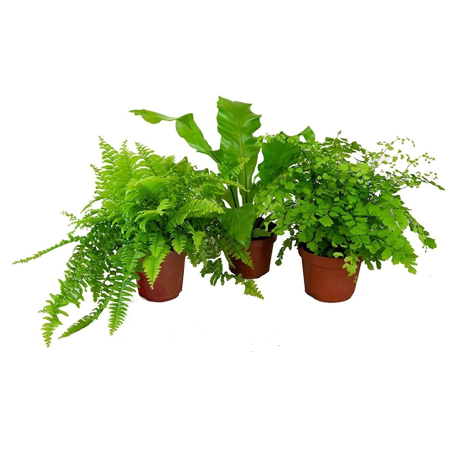 Асплениум микс d10 см