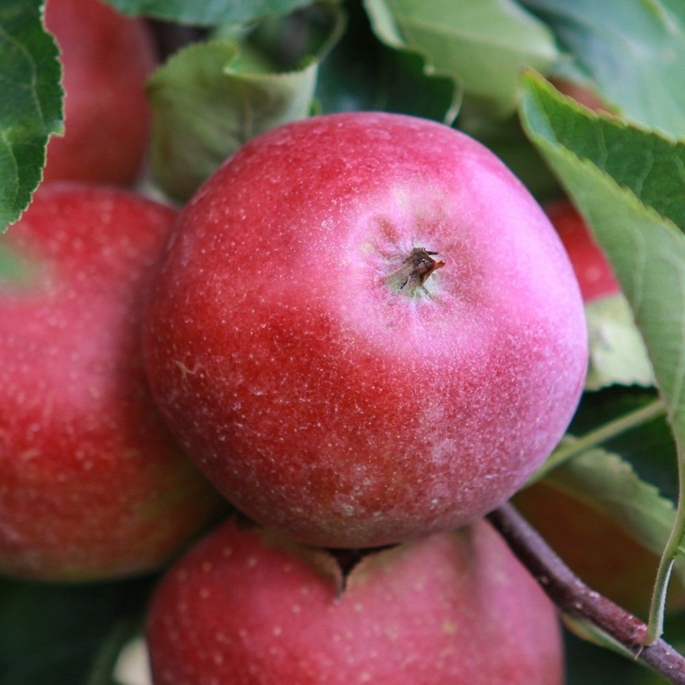 Яблоня зимняя Звездочка С5