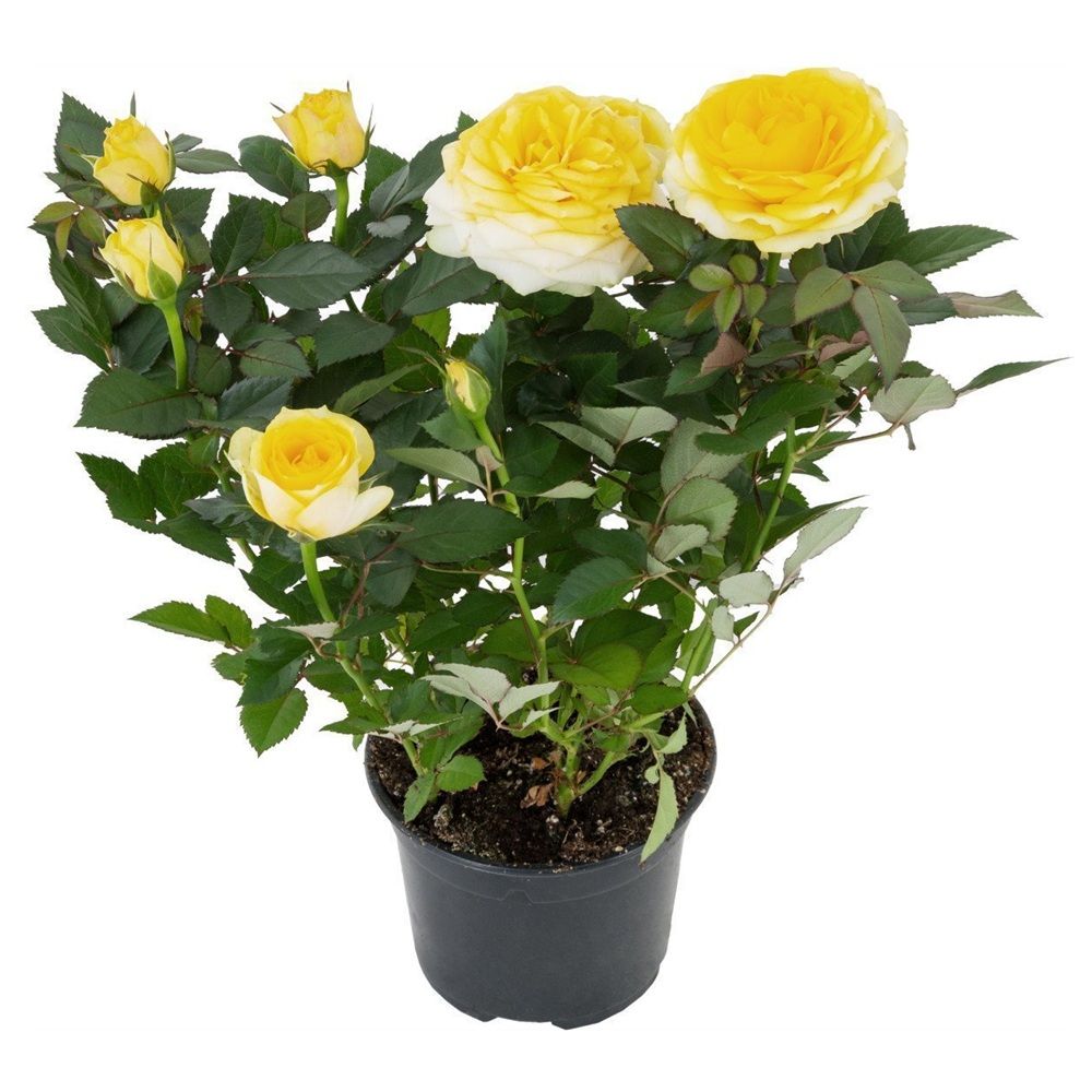 Роза микс V5 Lav