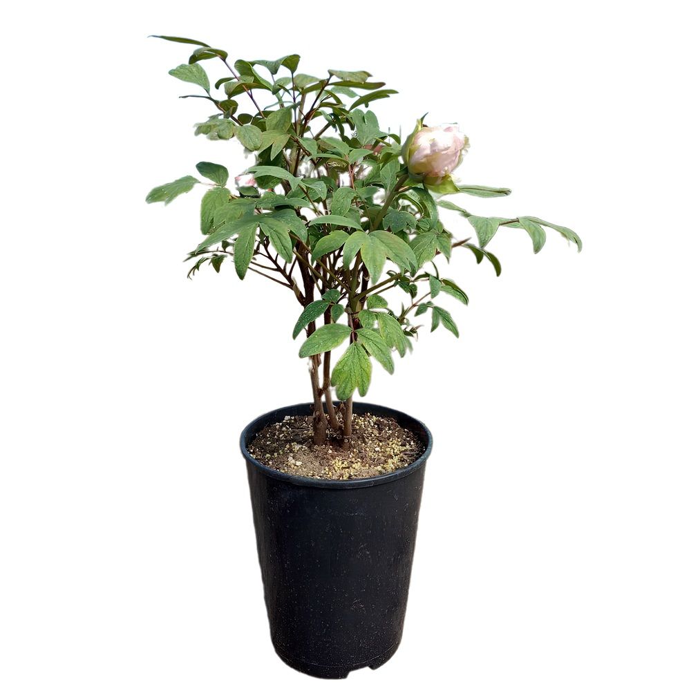 Пион в ассортименте С2