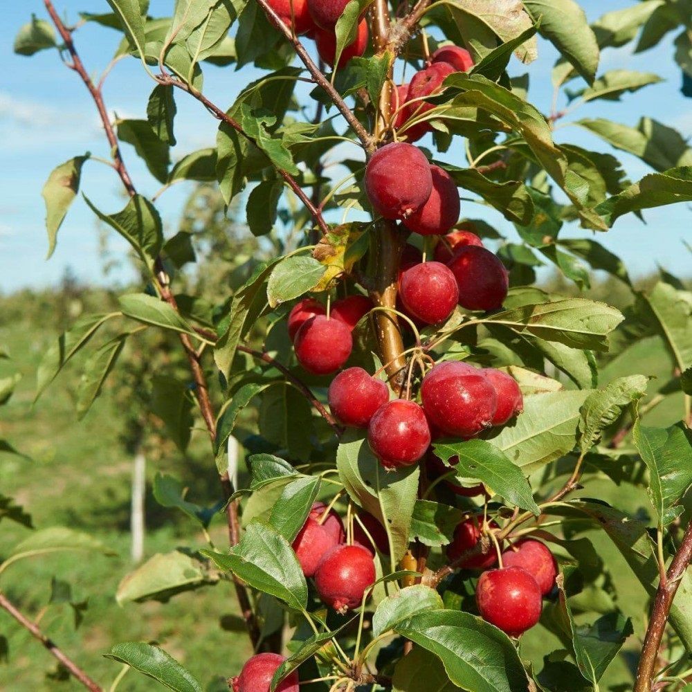 Яблоня осенняя Долго (китайка) С7