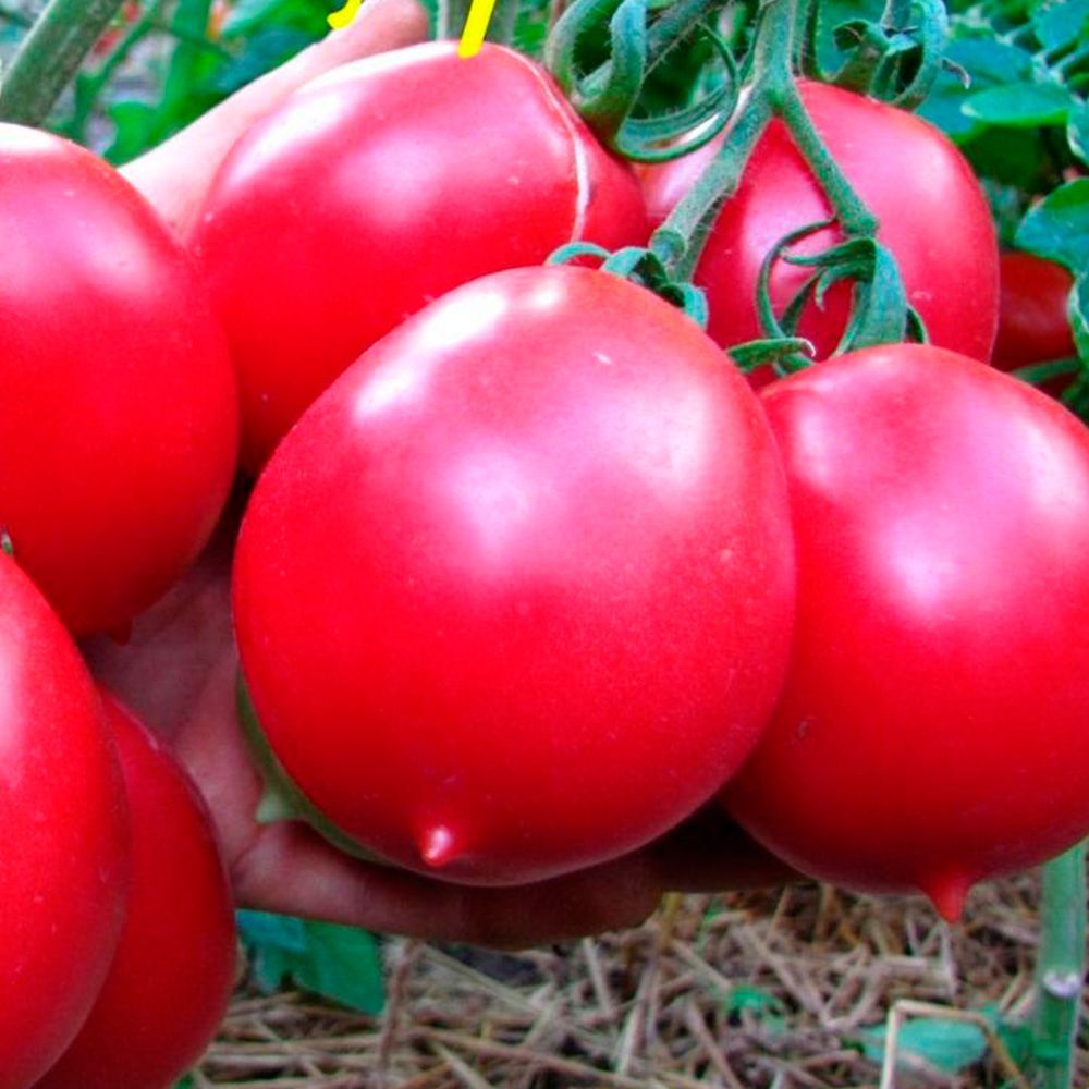 Томат Де Барао розовый ц/п