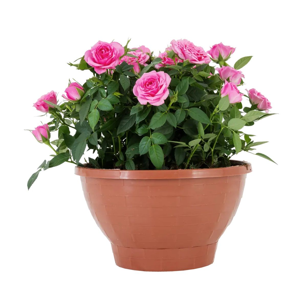 Роза кордана d22 см в кашпо