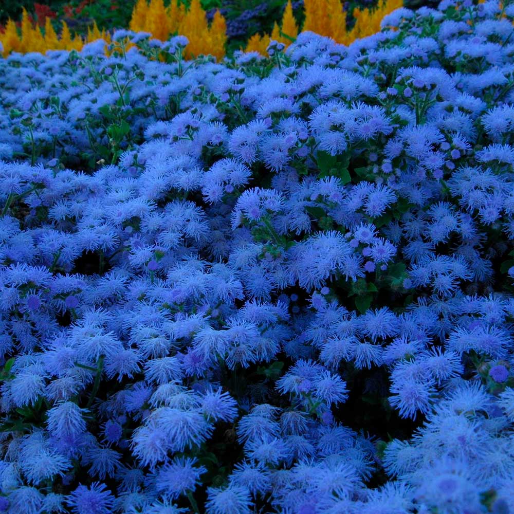 Агератум Голубая норка  (ЦВ) ("1) 0,1гр.