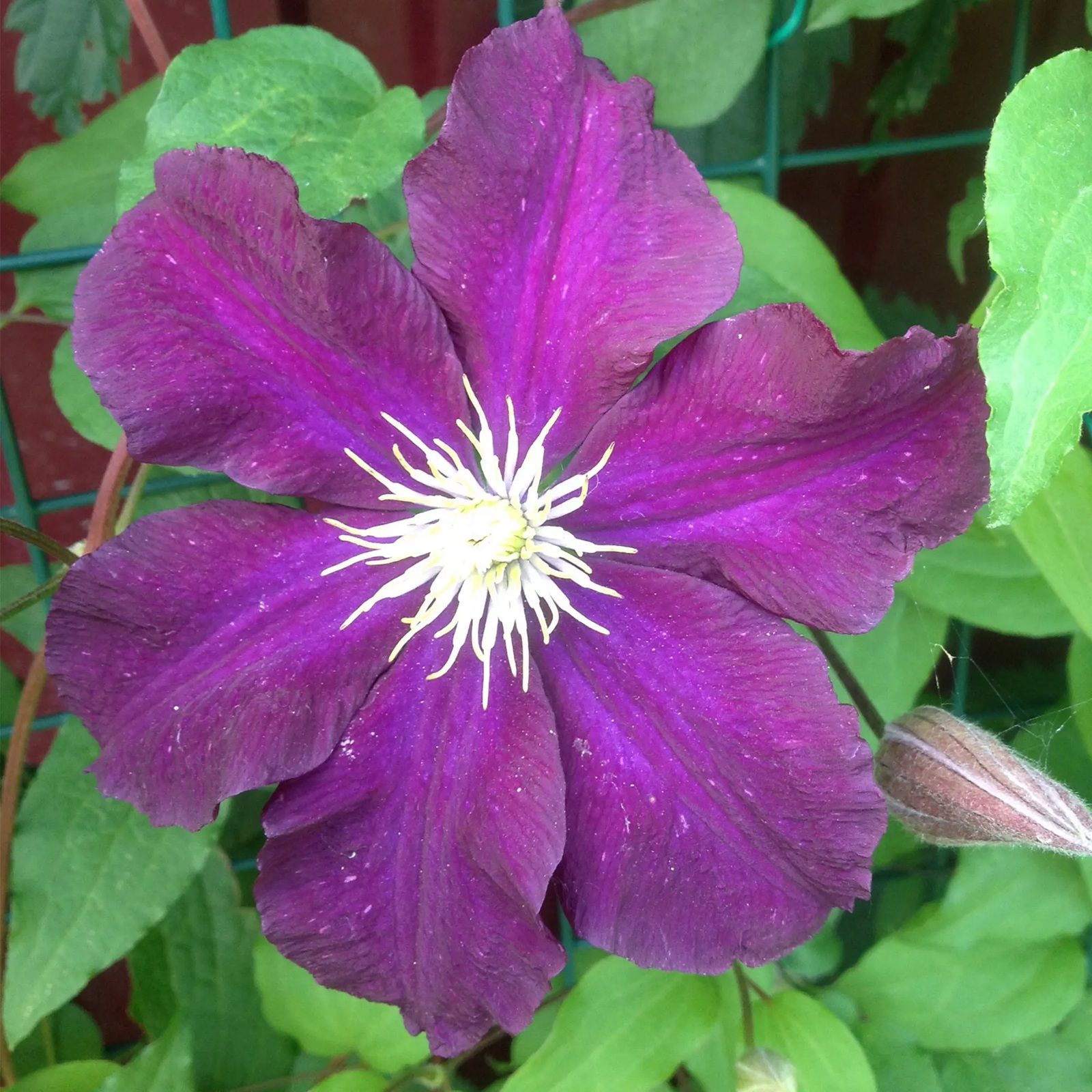 Клематис крупноцветковый Варшавска Найк