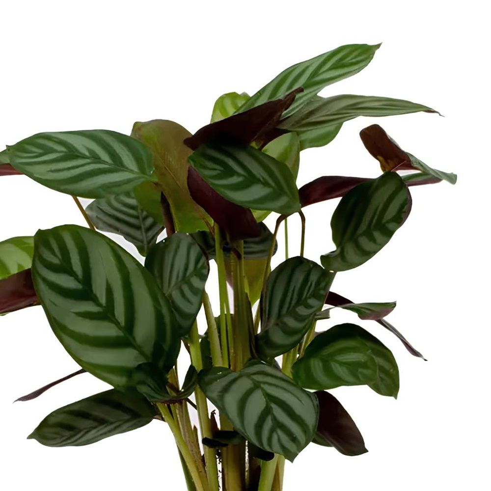 Ктенанта Сетоза d15 см