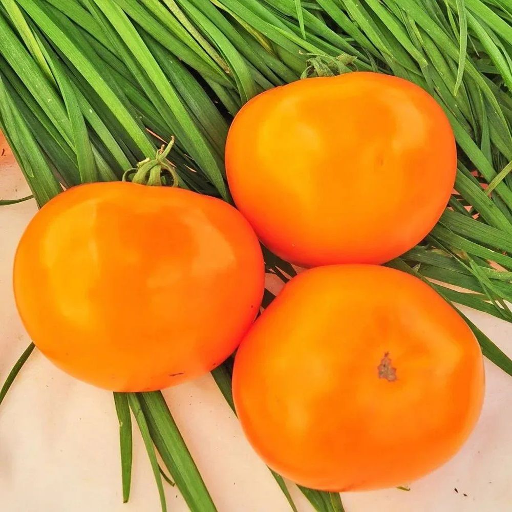 Томат Апельсин (ЧБ) 0,1гр.