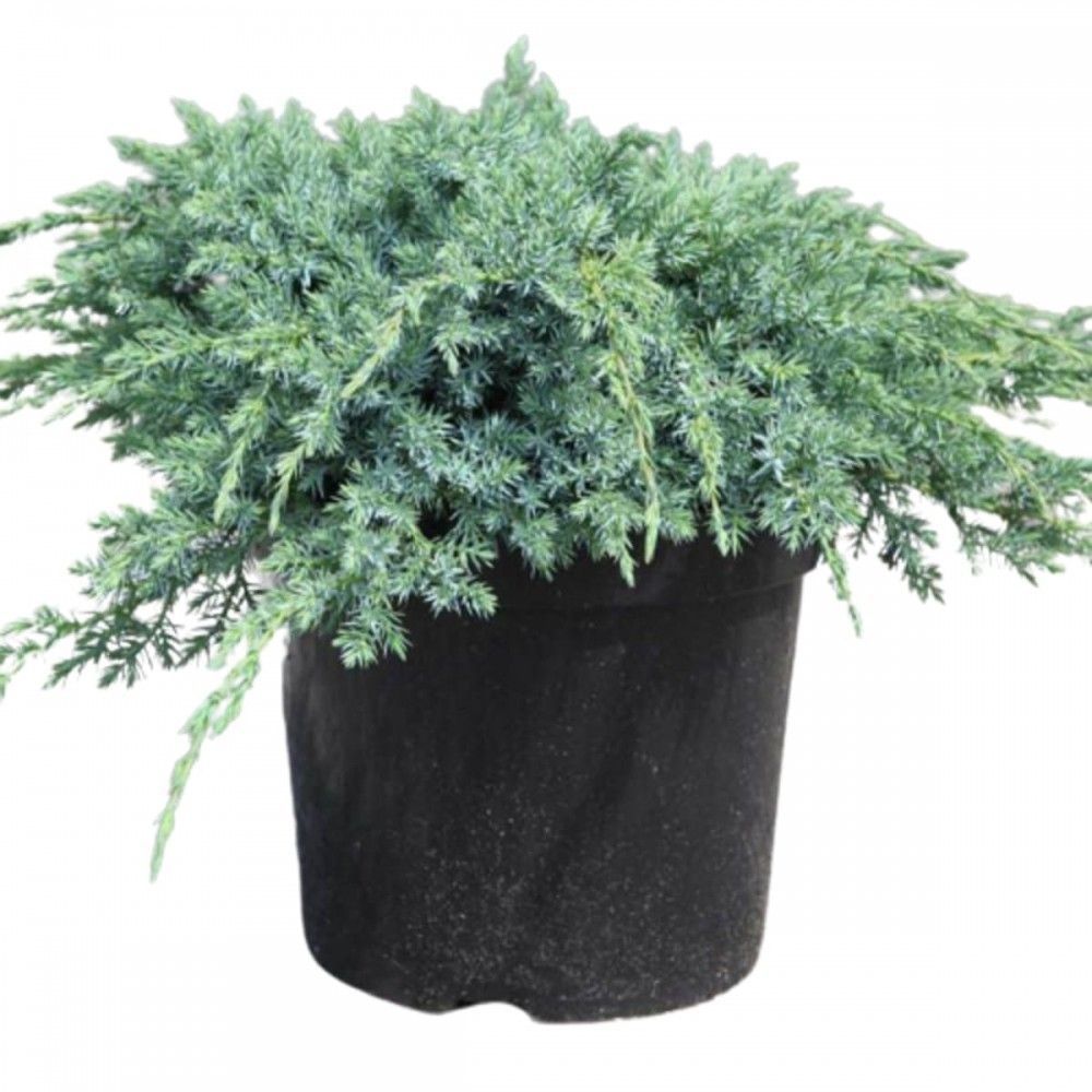 Можжевельник чешуйчатый Блю Карпет H-25-30 V-3