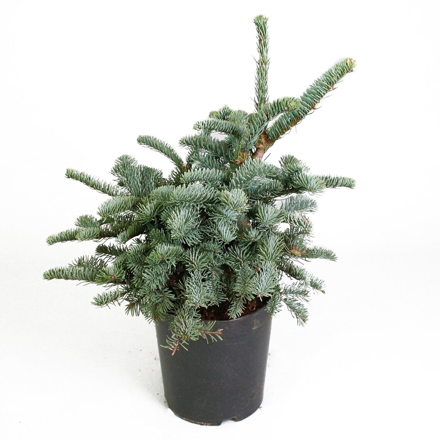 Пихта высокорослая Глаука V5