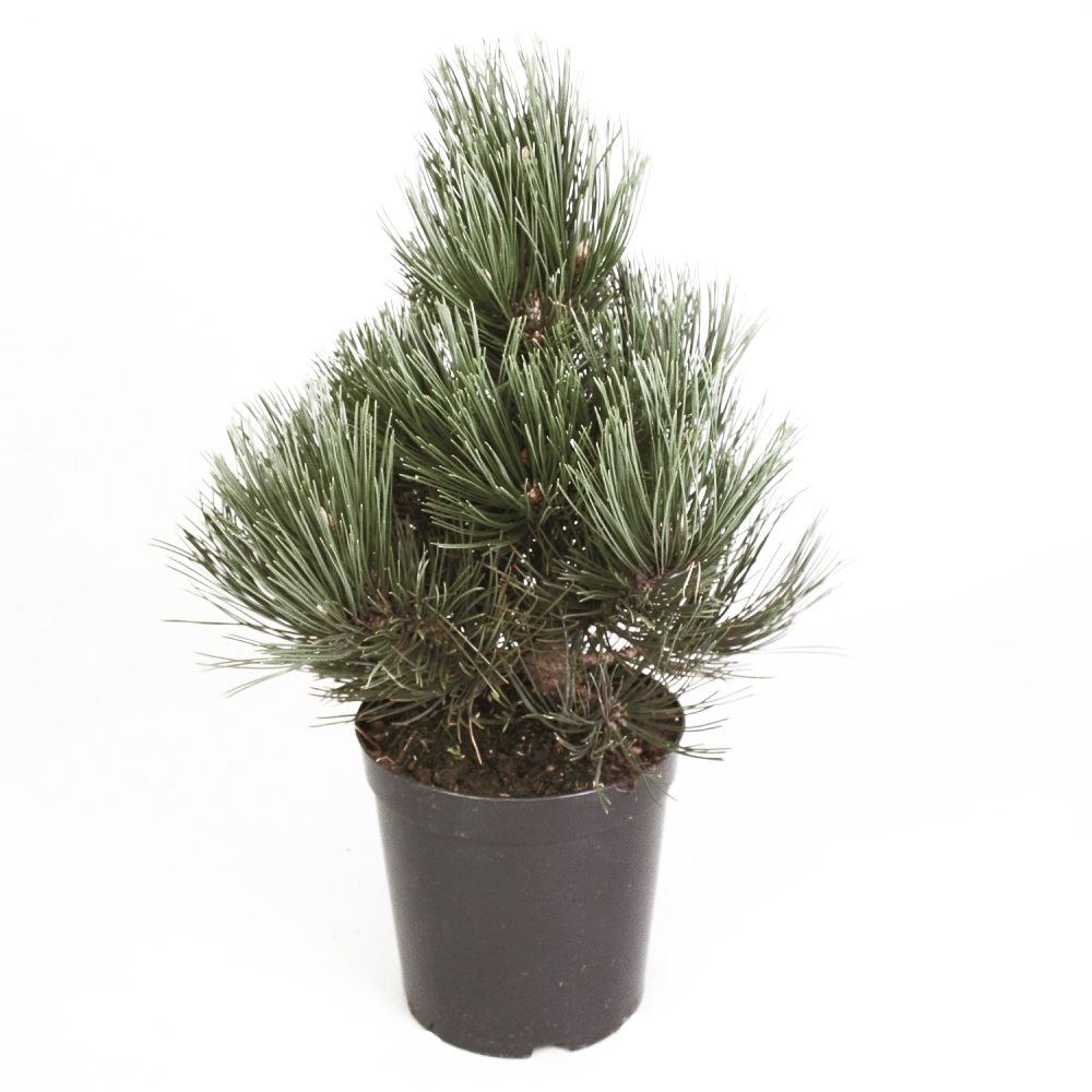 Сосна гельдрейха Дольче Дом V2