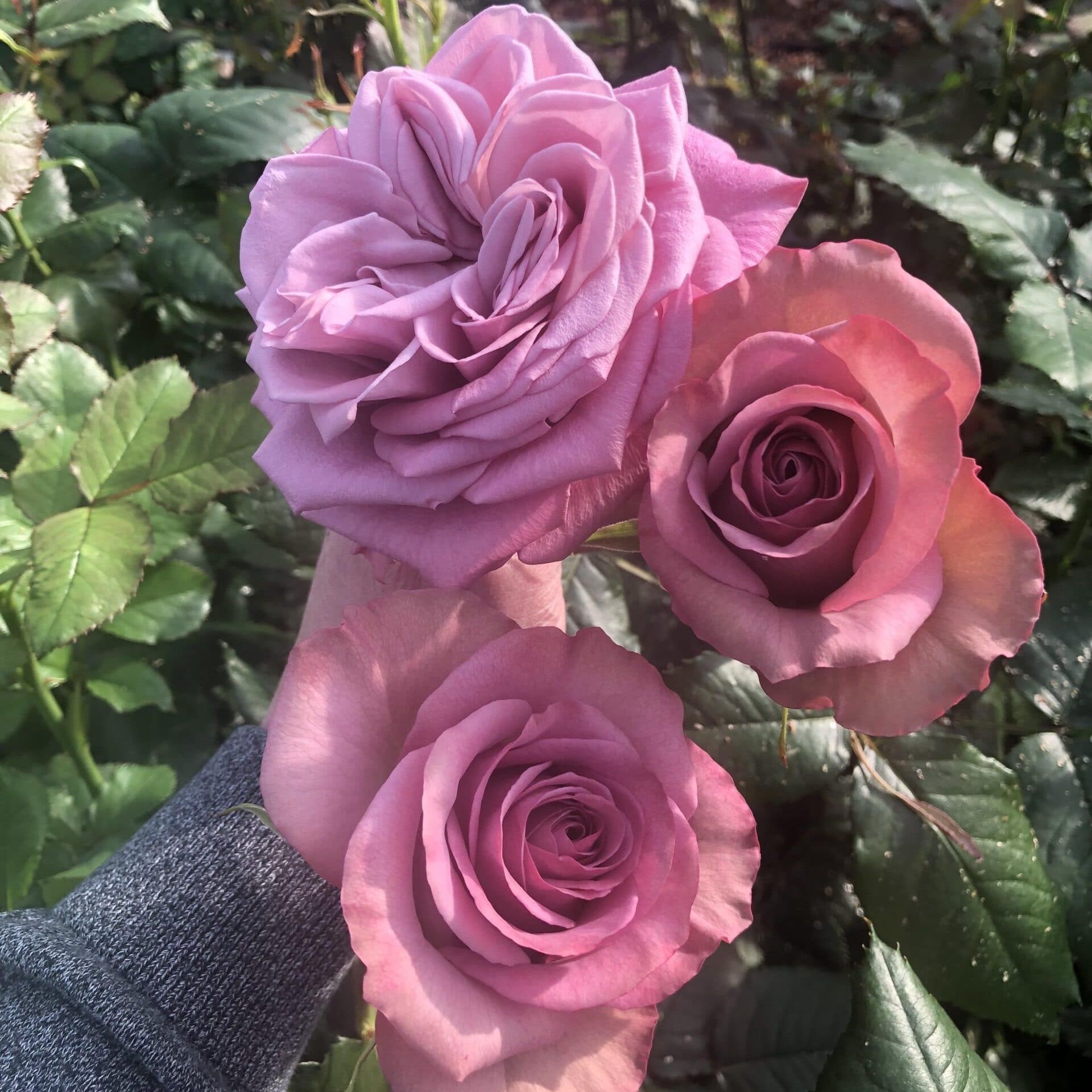 Роза чайно-гибридная Монмартр С7/С10