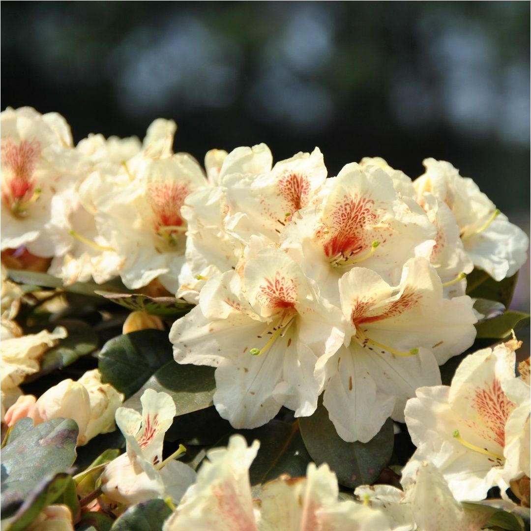 Рододендрон гибридный Фредерик V5