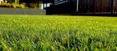 Семена газонных трав