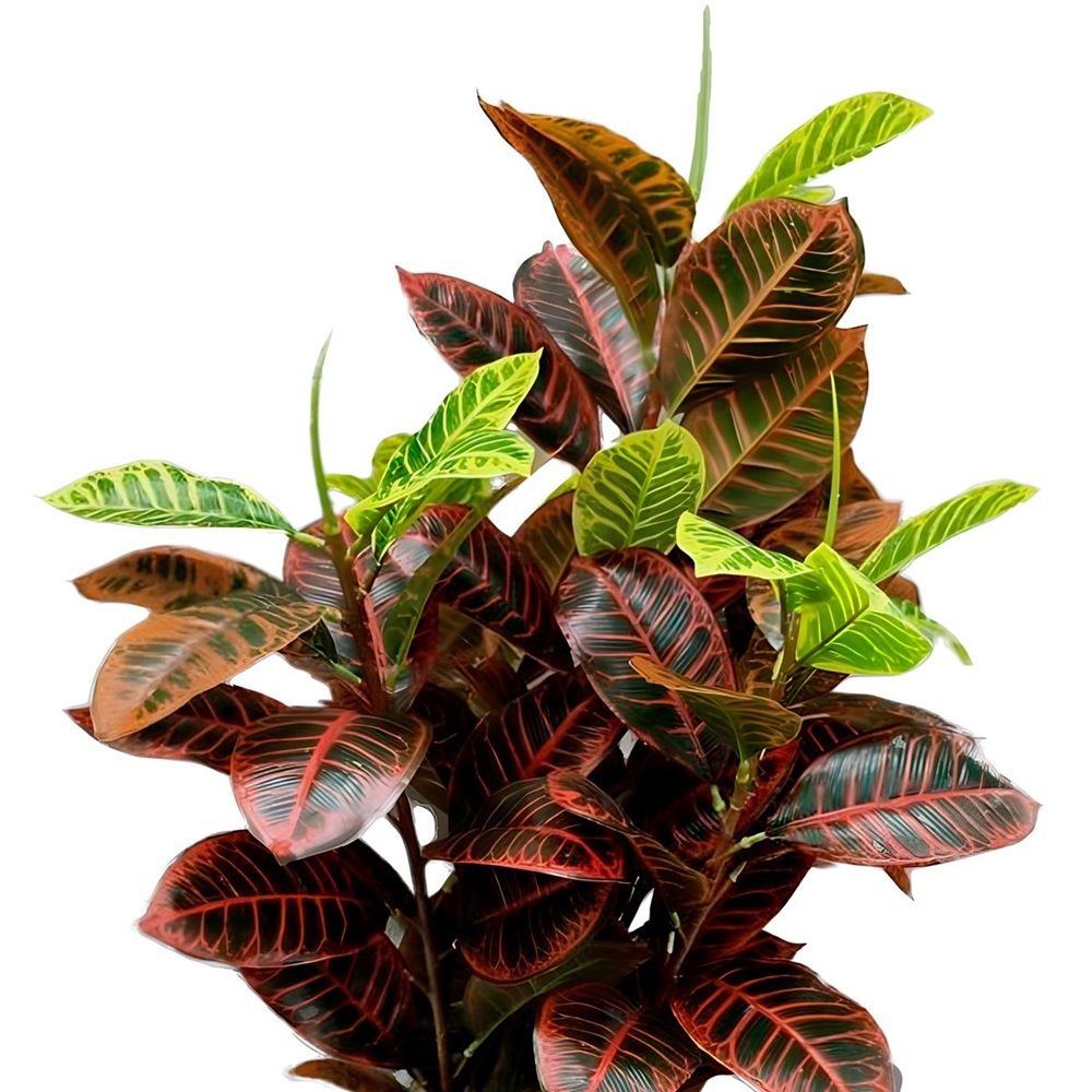 Растение искусственное Кодиум h85 см в горшке