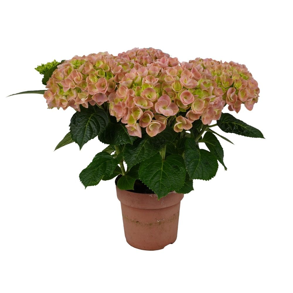 Гортензия микс d9 см