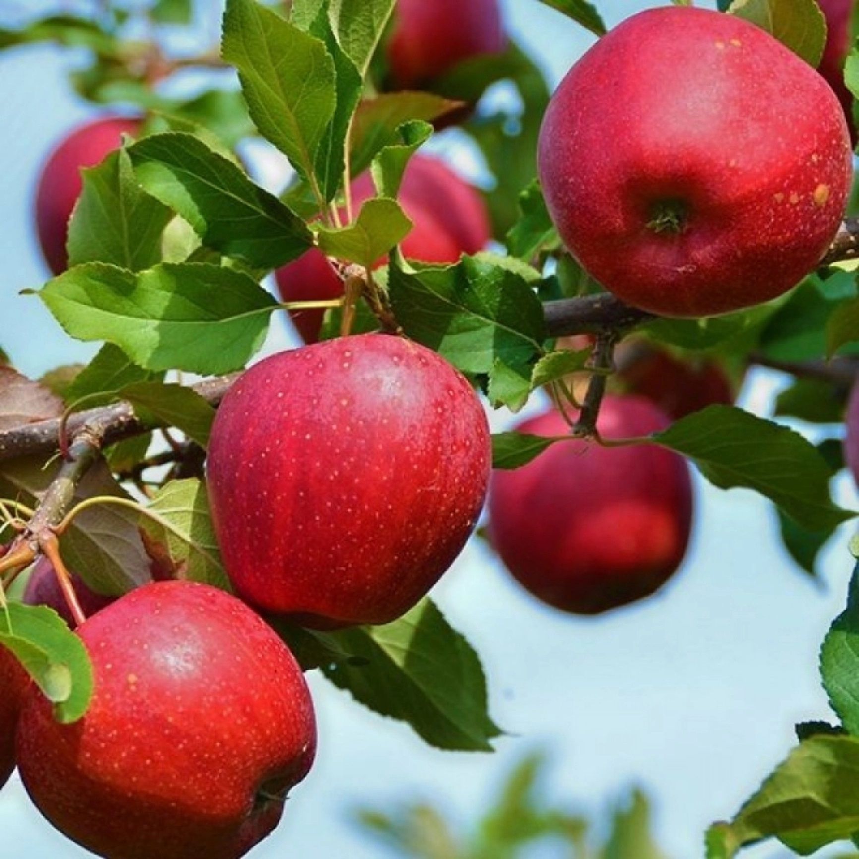 Яблоня зимняя Веньяминовское С7