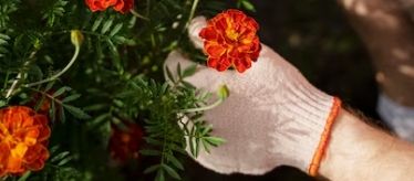 Семена цветов