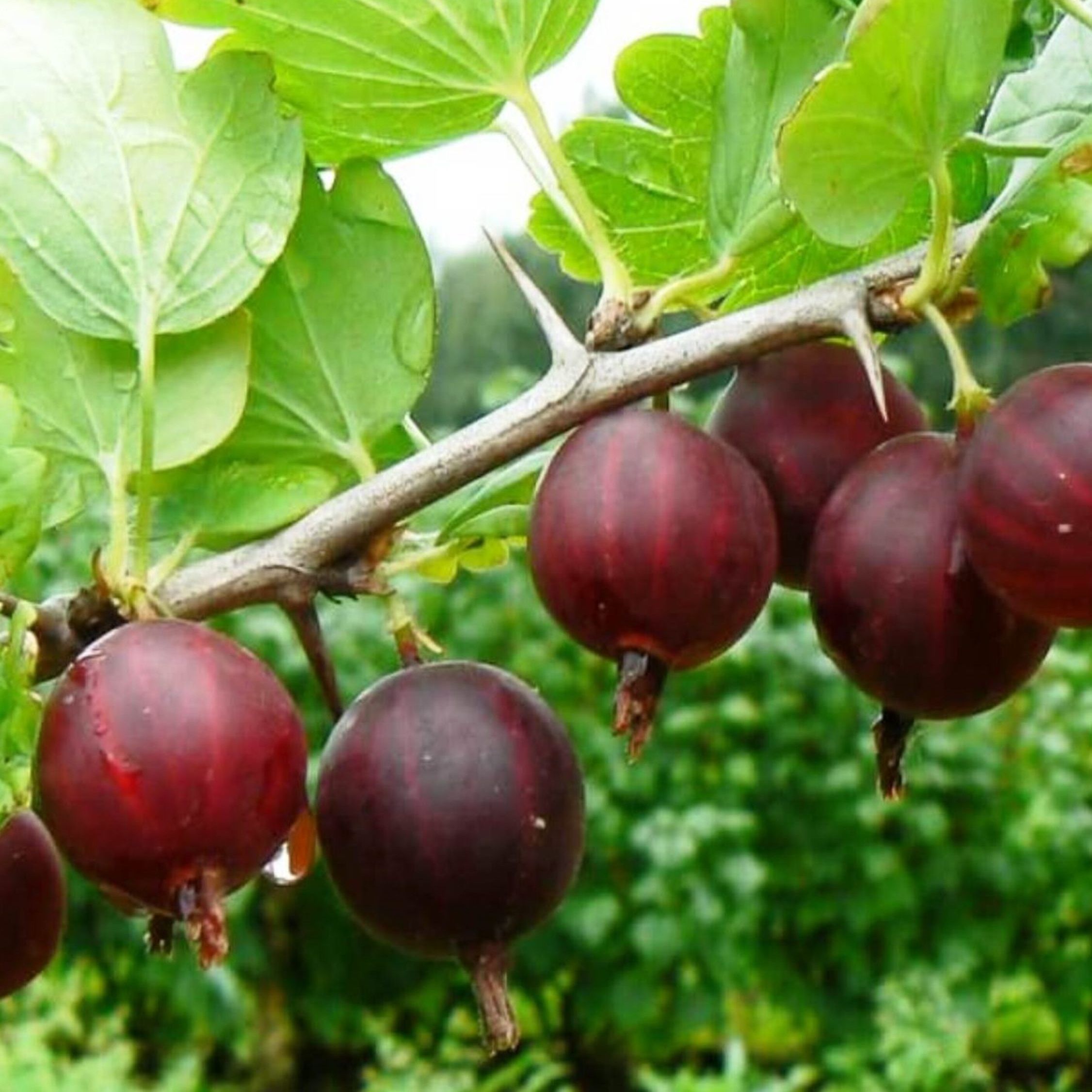 Крыжовник Сириус С3