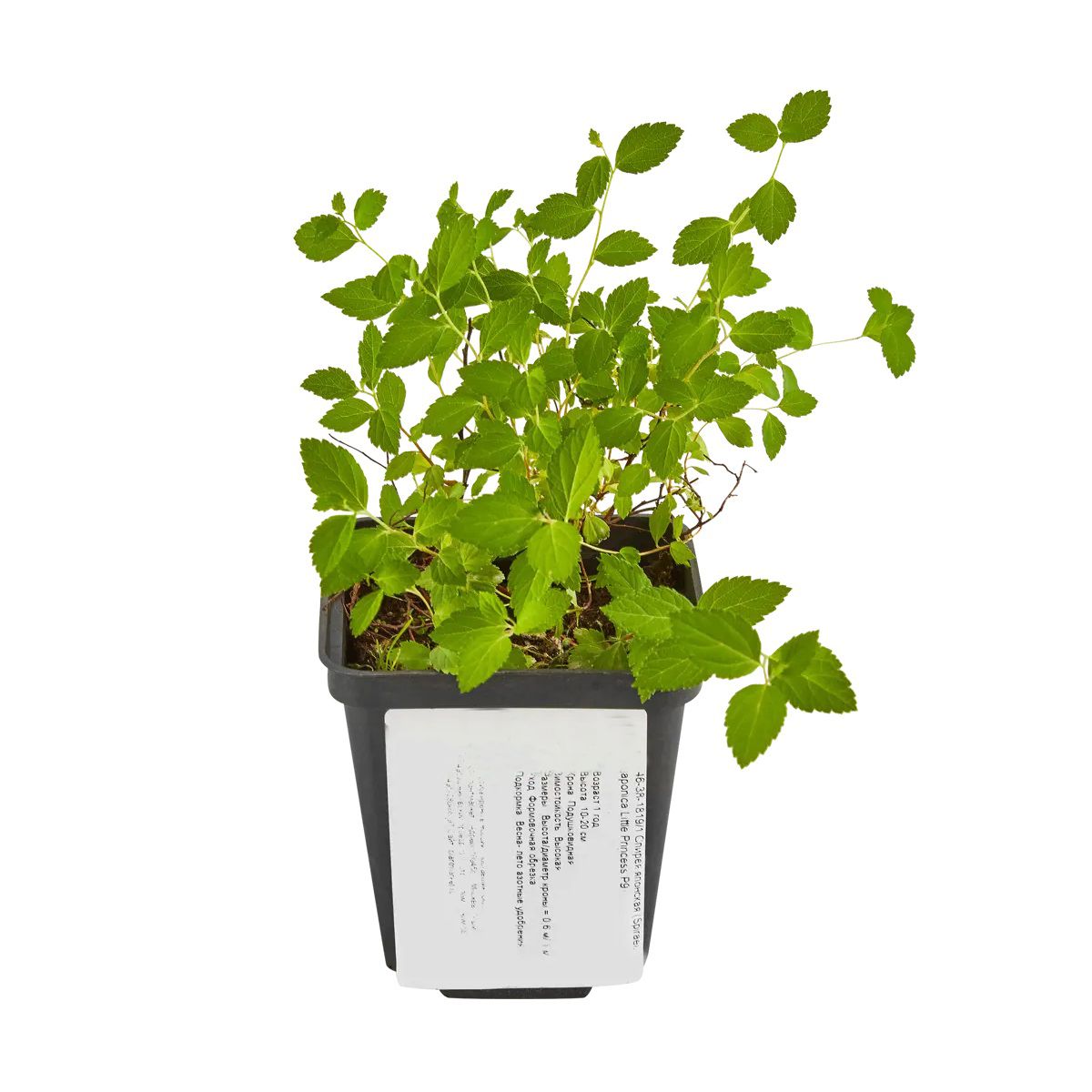 Спирея японская Литтл Принцесс Р9