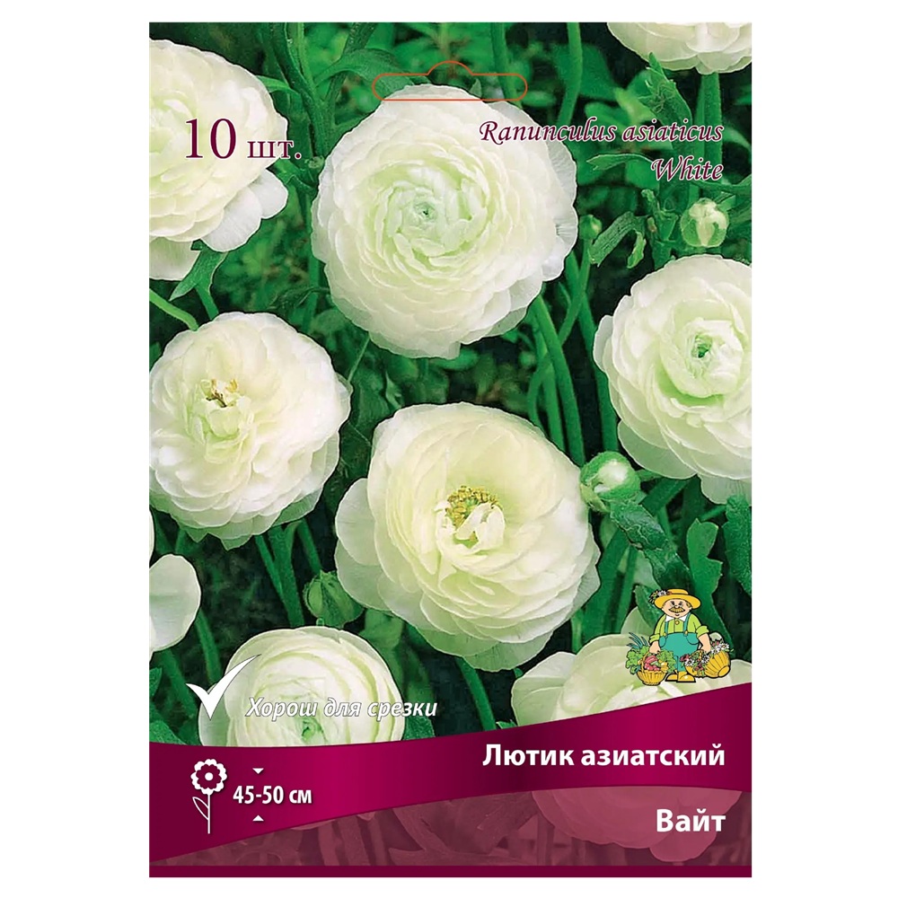 Лютик азиатский Вайт 7-8/К 10 шт