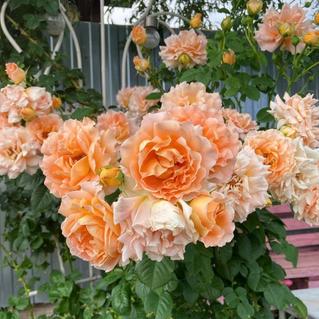 Роза плетистая Полька V7