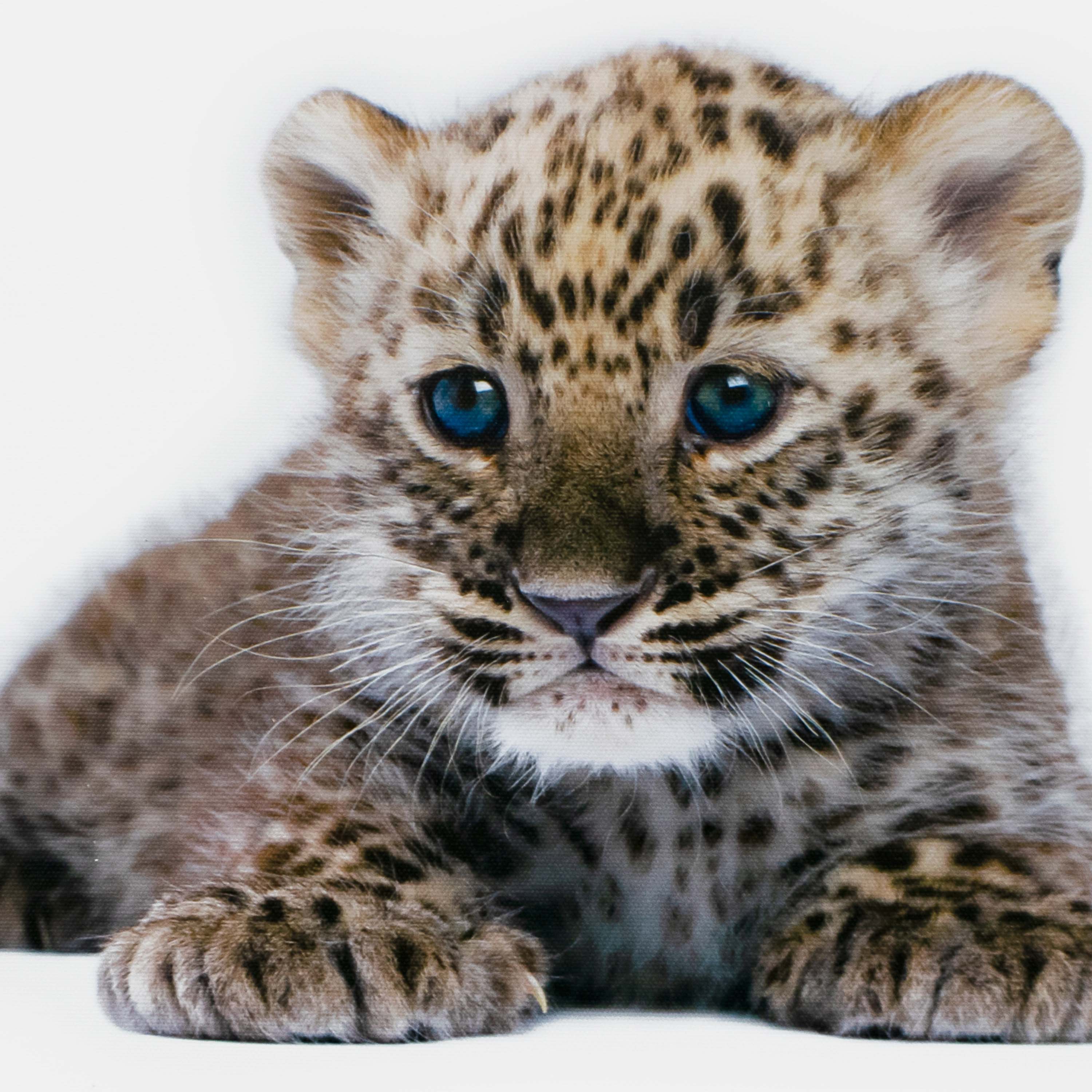 Картина-холст Декоретто Art  Малыш снежный барс 30x30 cм CV 1363