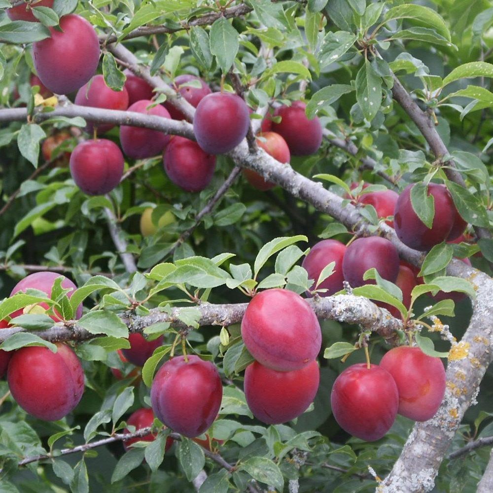 Слива русская Алыча Найдена V7