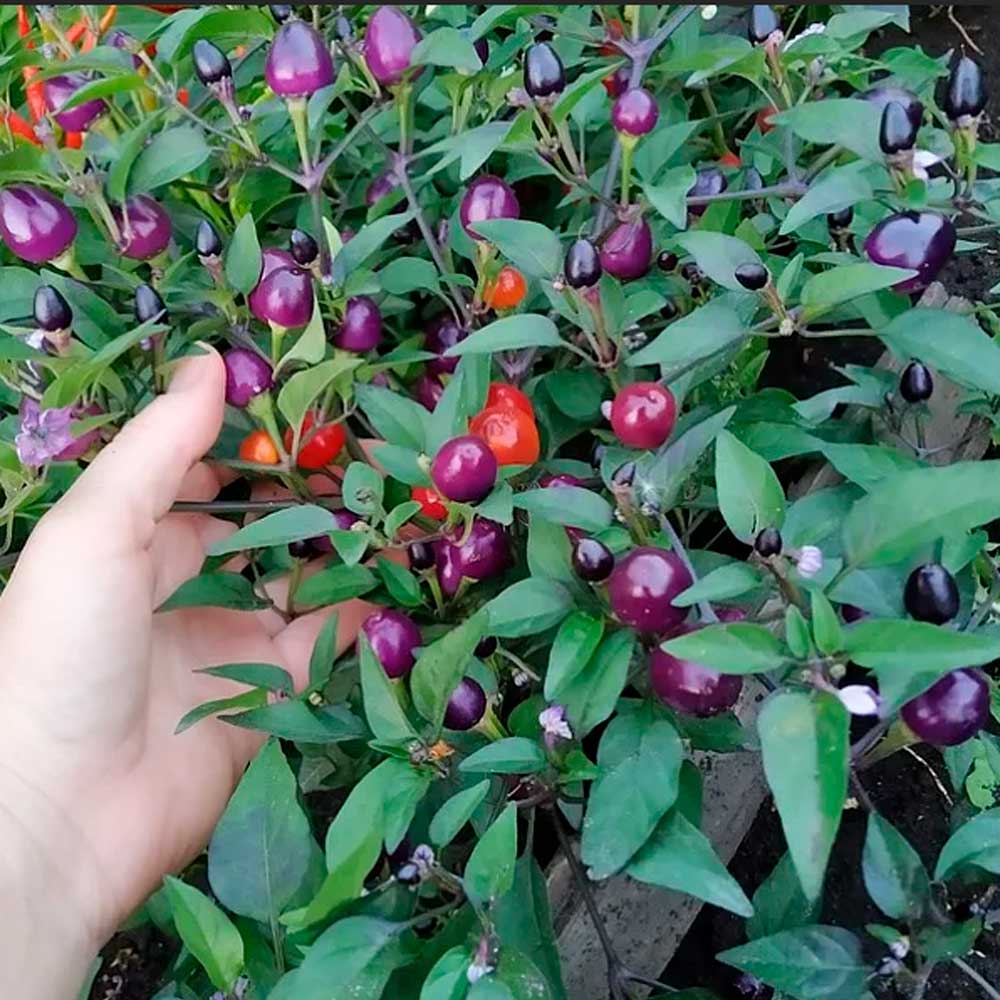 Перец кустарниковый Мексиканец (А)(сер.Четыре лета)  (ЦВ) 5 шт.