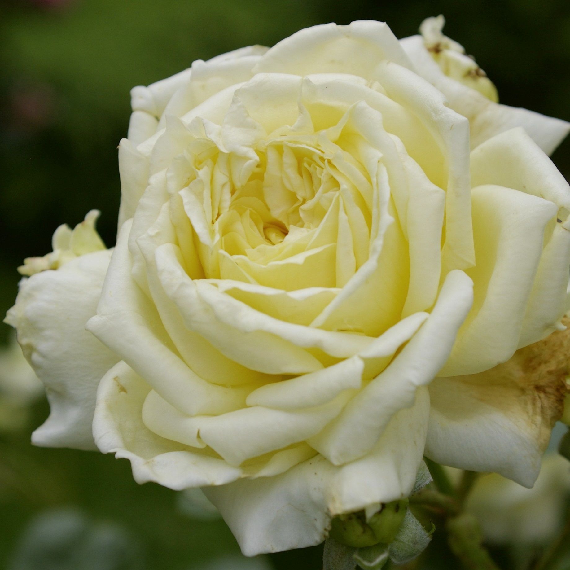 Роза плетистая Эльф V7